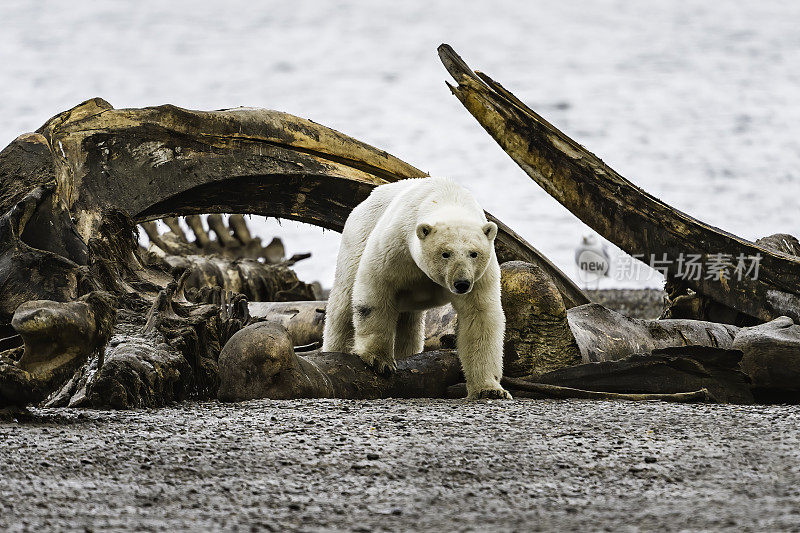 北极熊(Ursus maritimus)是一种土生土长的北极熊，主要生活在北极圈内，包括北冰洋及其周围的海洋和陆地。在这里看到的骨头堆是当地人捕鲸留下的骨头。卡克托维克